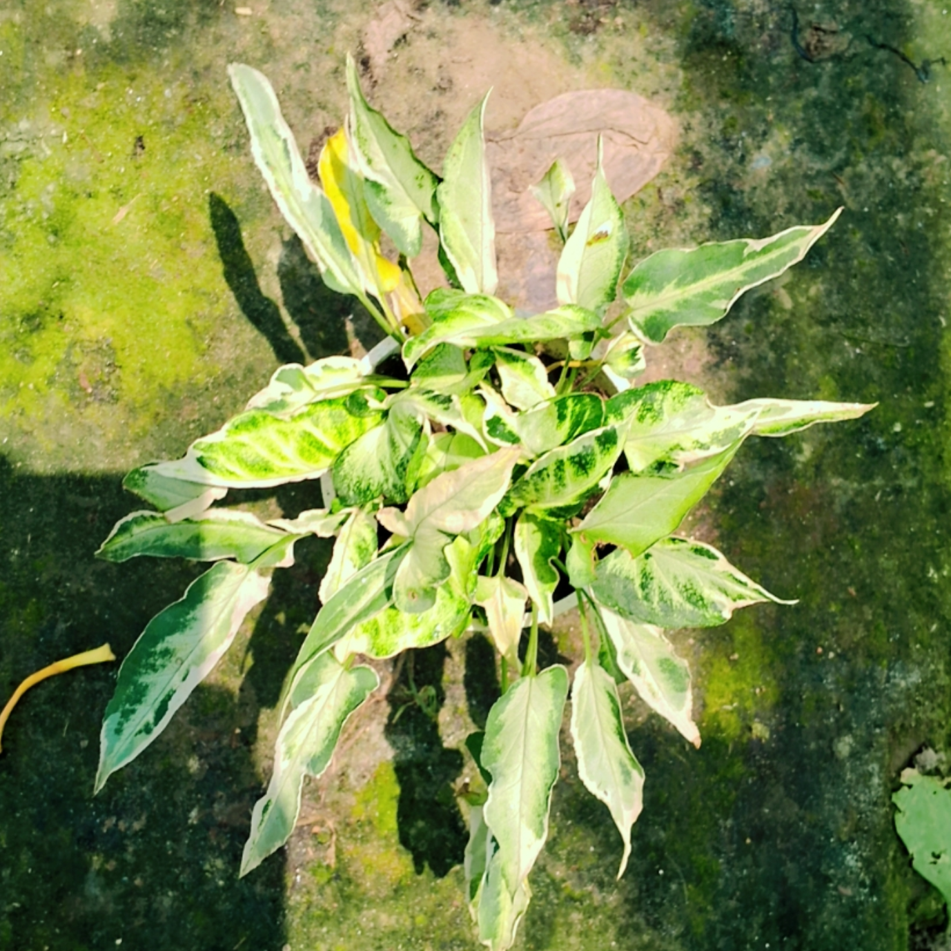 Syngonium Narrow Leaf plant used as a minimalist decorative accent in a bright room