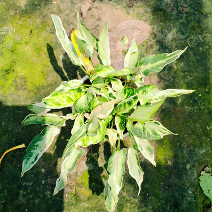 Syngonium Narrow Leaf plant used as a minimalist decorative accent in a bright room