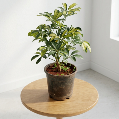 Variegated Dwarf Umbrella Schefflera plant in a 6 inch polybag on a wooden stand