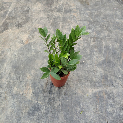 zz plant zamioculcas zamiifolia indoor plant in pot  
low maintenance indoor plant zz plant india  
air purifying zz plant for home decor  
